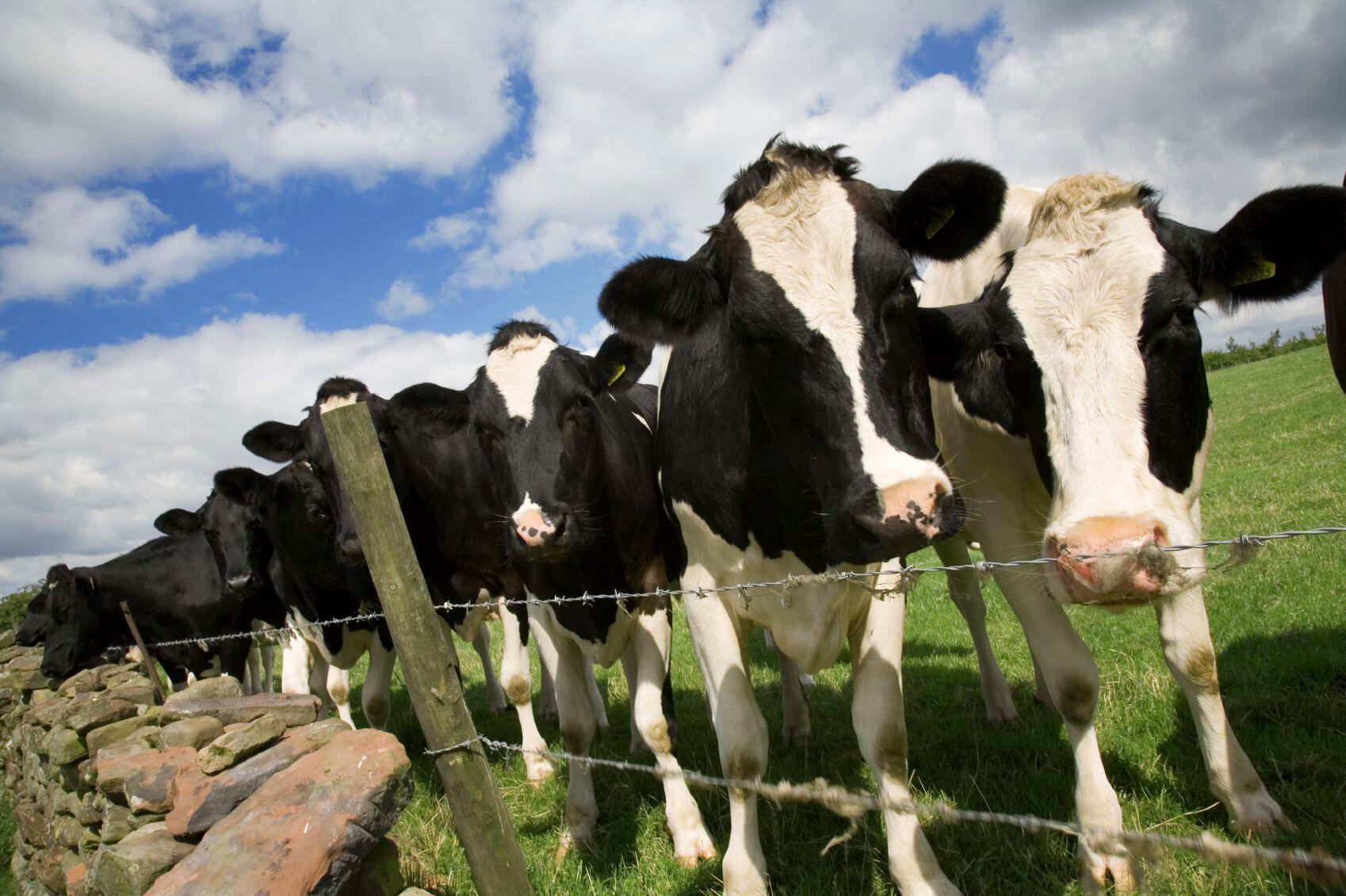 Vacas lecheras en el campo