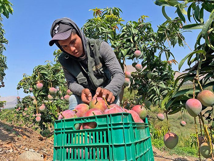 Debe promoverse un 'reactiva agrícola' que llegue directamente al productor. 