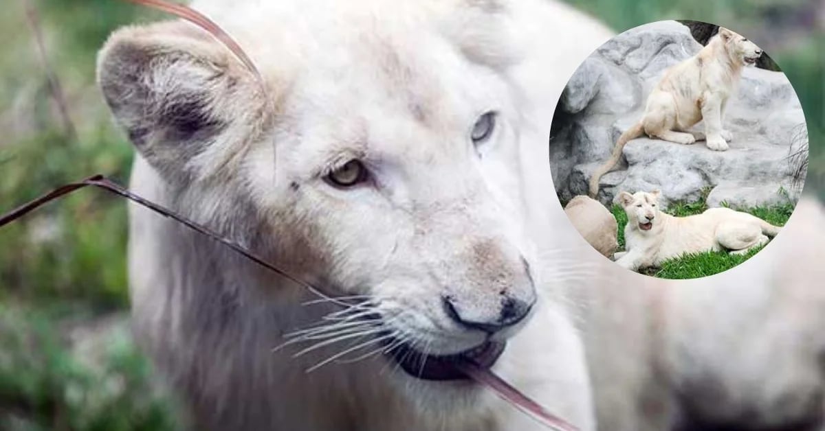 Parque de las Leyendas: dos leones blancos forman parte de las especies  atractivas para visitar - Infobae