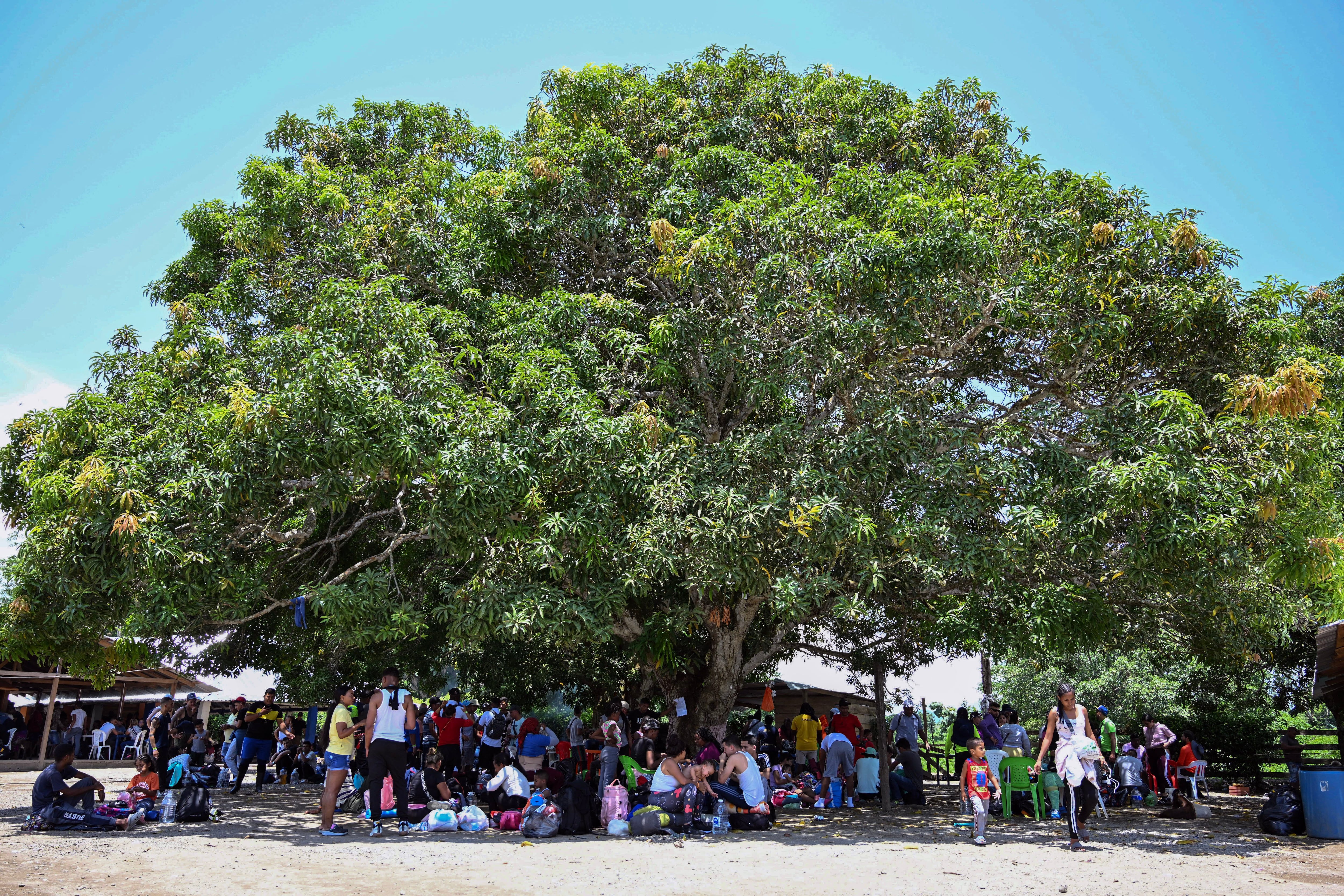 Personas descansan bajo un árbol que da sombra