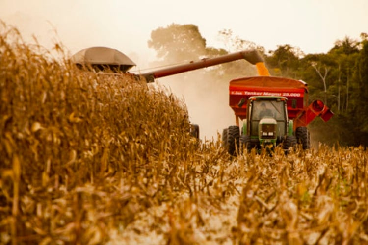El maíz podría obtener su segunda mejor cosecha en rendimiento y producción, de la mano de una mayor inversión en tecnología por parte de los productores. 