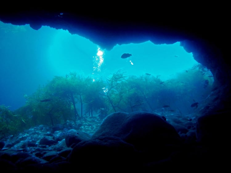 En el mar de Cortés habita el 39% de los mamíferos marinos conocidos en el mundo. (Foto: Semarnat)