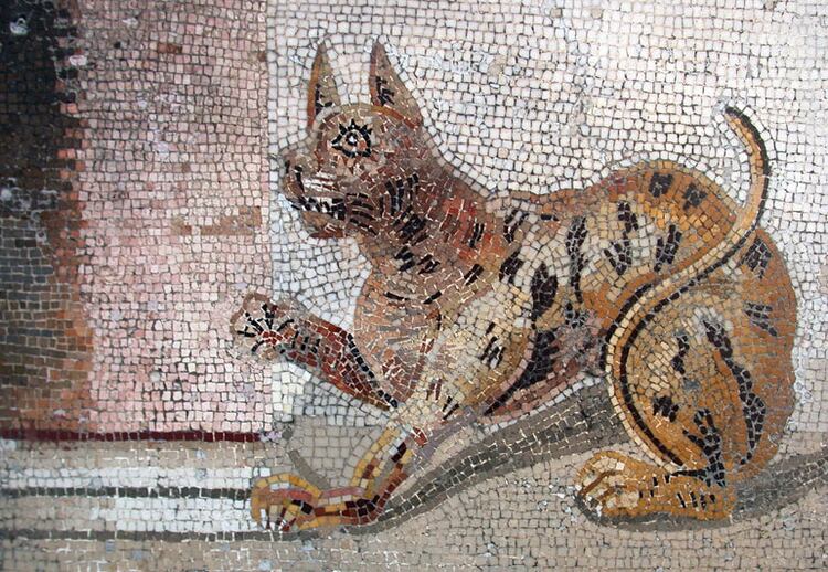 Gato, mosaico romano, Museo Nacional de Arqueología. Casa del Fauno, Pompeya, Nápoles