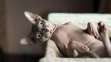 El sphynx es de origen canadiense. En 1966 una gata doméstica parió un gatito negro sin pelo y, con él, comenzó la cría de una nueva raza