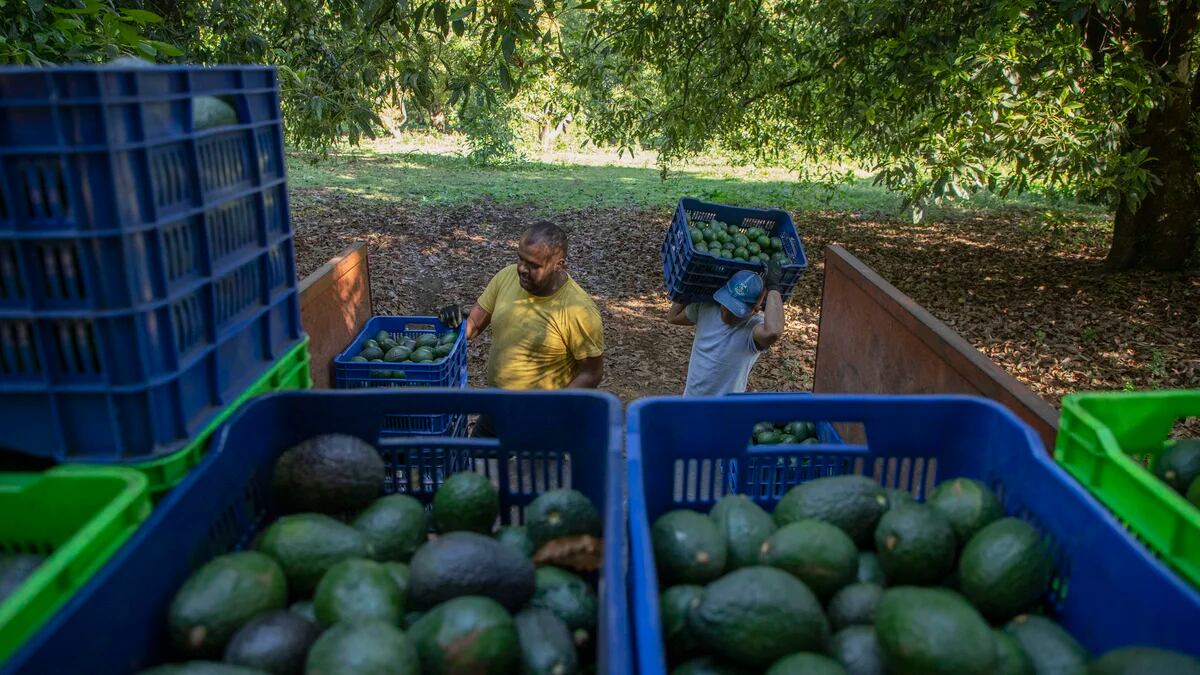 Así fue el robo de más de 40 mil kilos de aguacate en Michoacán