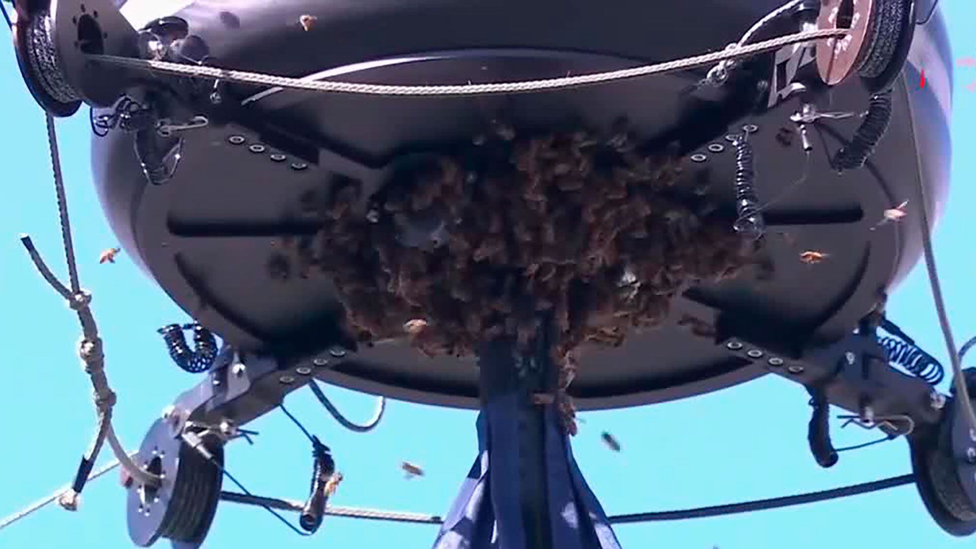 invasión de abejas en Indian Wells