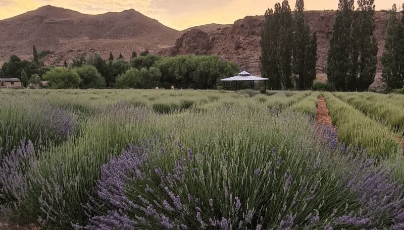 Una experiencia familiar como Lavandas del Limay en la Patagonia está revolucionando su cultivo bajo un enfoque completamente agroecológico (INTA)