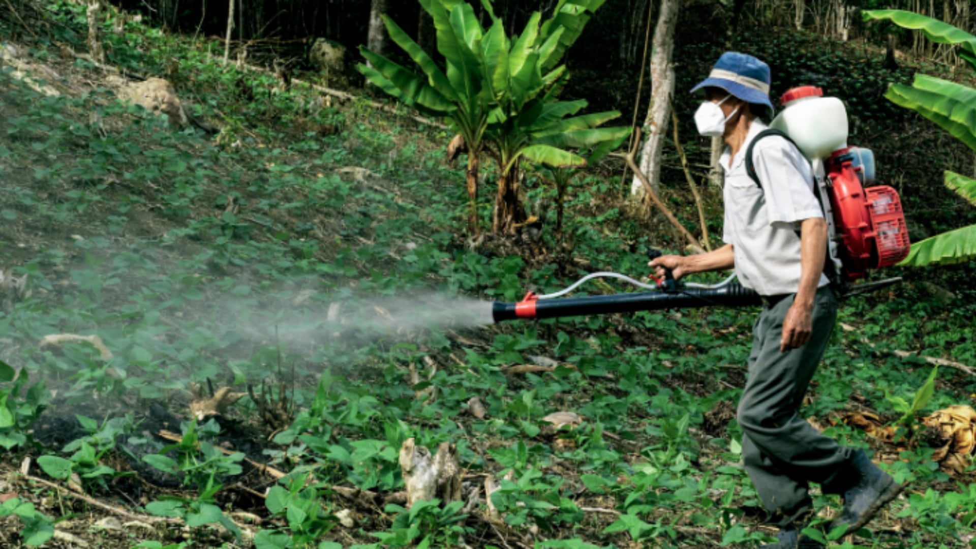 Los plaguicidas se emplean para prevenir la presencia de plagas en los cultivos agrícolas (Tecnosoluciones Integrales)