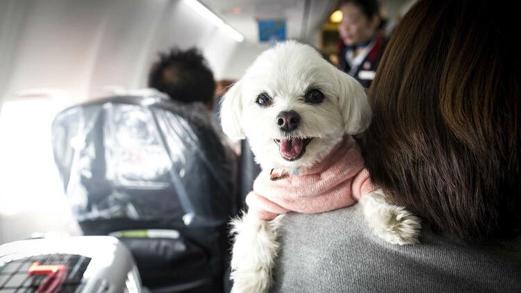 âTenemos unos aliados en Venezuela que se encargaran de todo el proceso de los permisos, las vacunas y montar a los perritos en el aviÃ³n. Nosotros nos encargaremos de recaudar los fondos para hacer todo esto posibleâ.