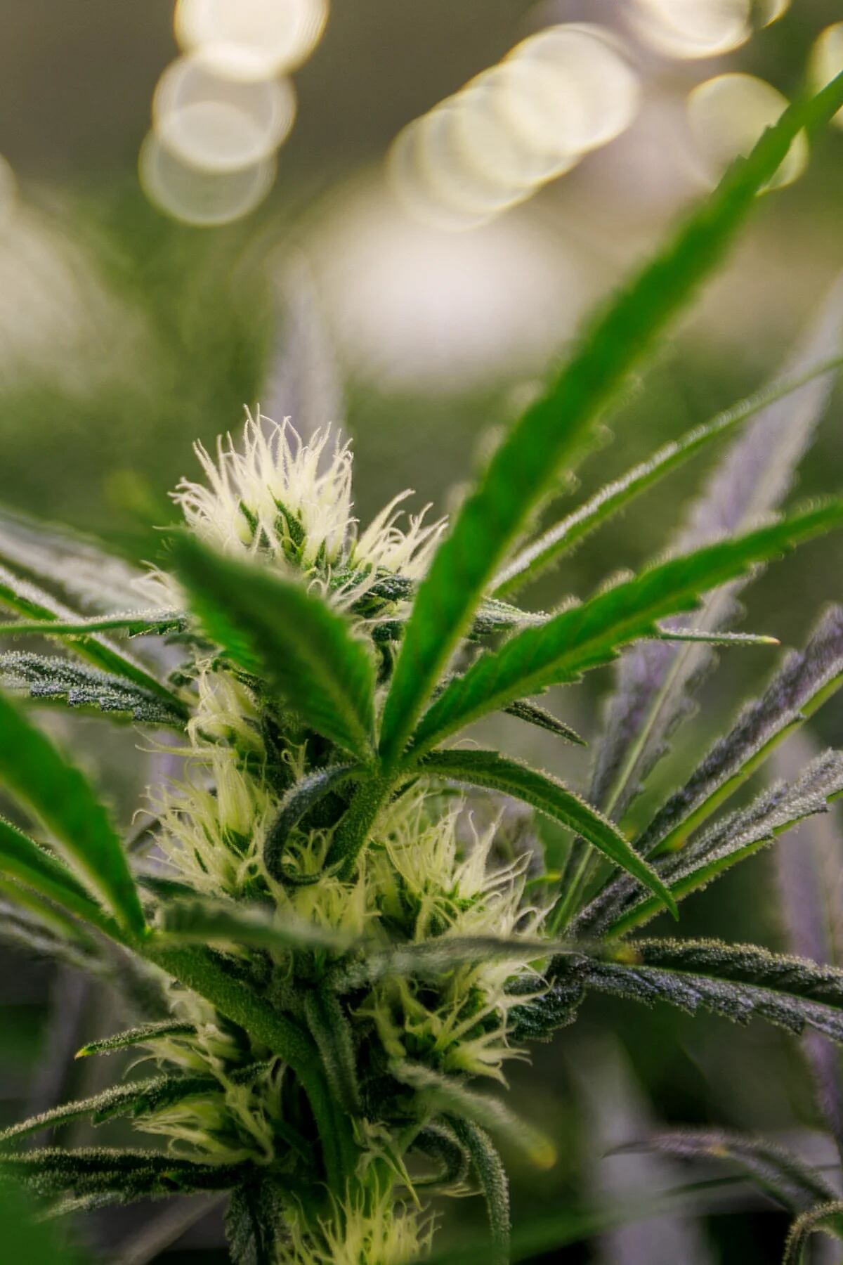 Qué son y cómo se clasifican las semillas de marihuana? - Noticias Uruguay,  LARED21 Diario Digital