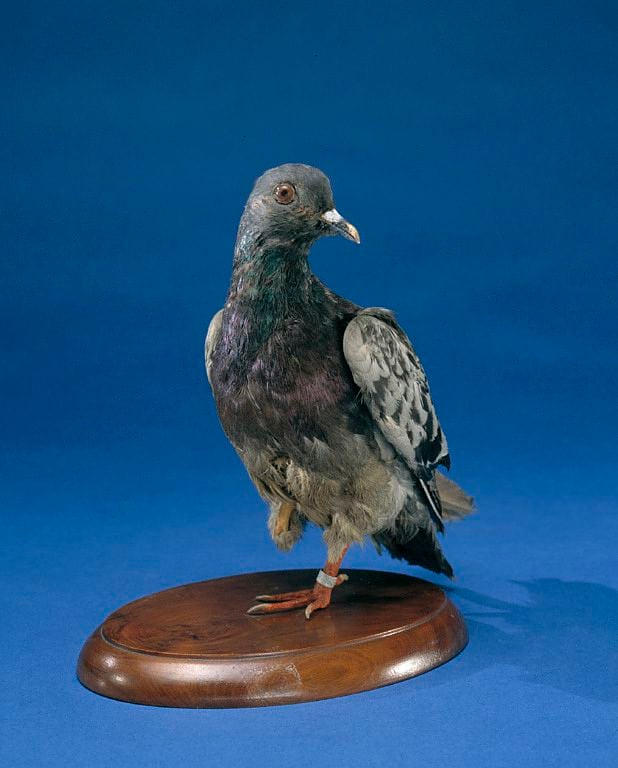 La paloma Cher Ami se exhibe en el Museo Nacional de Historia junto al sargento Stubby, otro animal héroe de la Primera Guerra Mundial. (Foto: Instituto Smithsoniano)