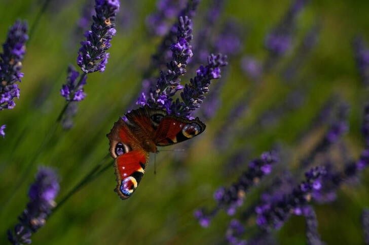 La primavera es un excelente momento para plantar lavandas, ya que su ciclo de vida perenne se adapta perfectamente al riego constante y a la preparación del suelo.