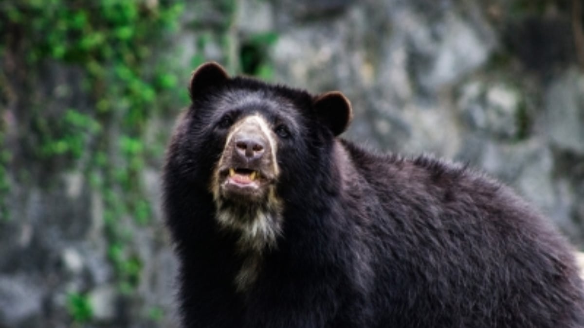 Oso de anteojos