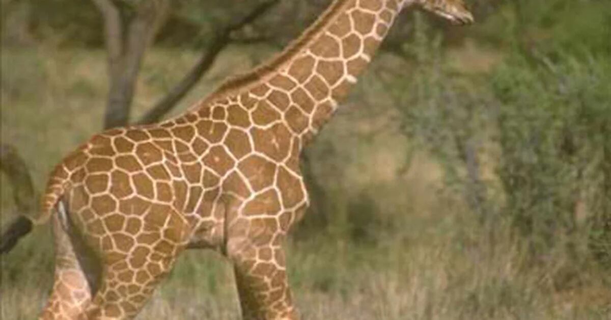 La maldición de las jirafas mendocinas - Infobae