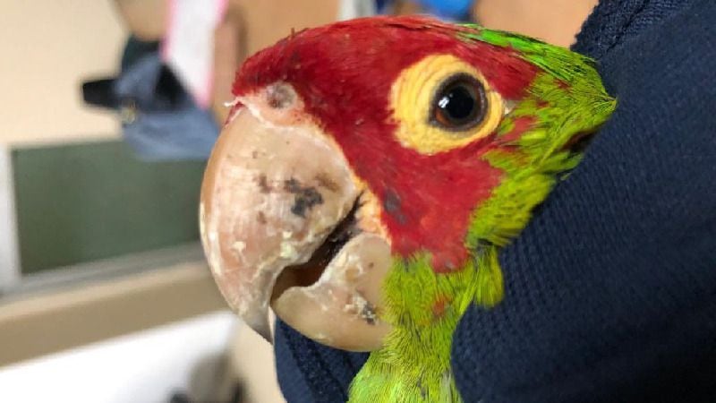 El loro cabeza roja es una especie "casi amenazada" en Ecuador. (Foto: Ministerio del Ambiente).