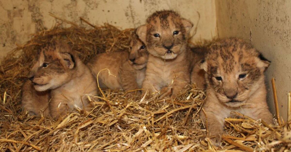 Un zoológico de Suecia admitió que sacrificó a nueve cachorros de león por  una insólita razón - Infobae