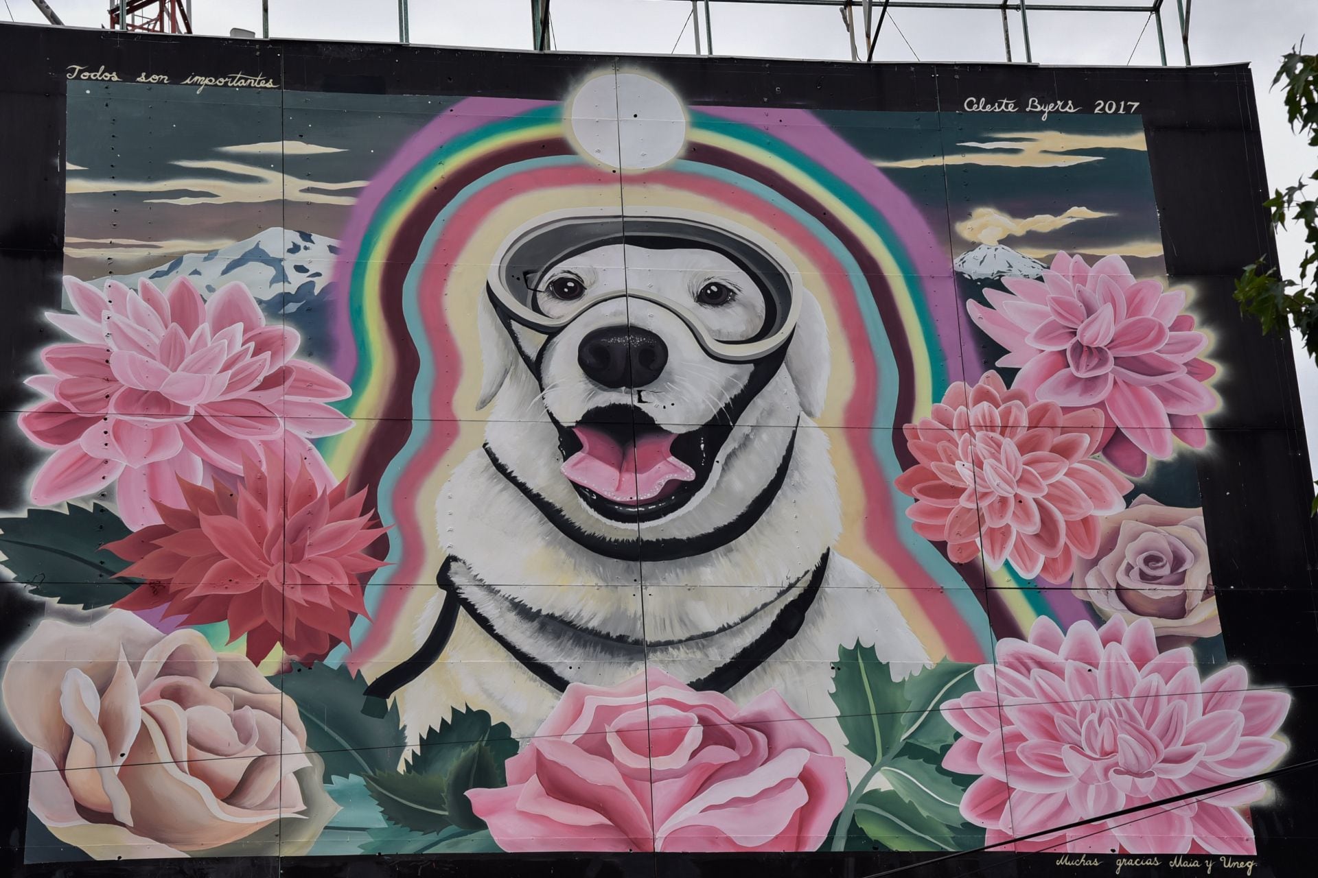 救援犬 Frida de la Semar