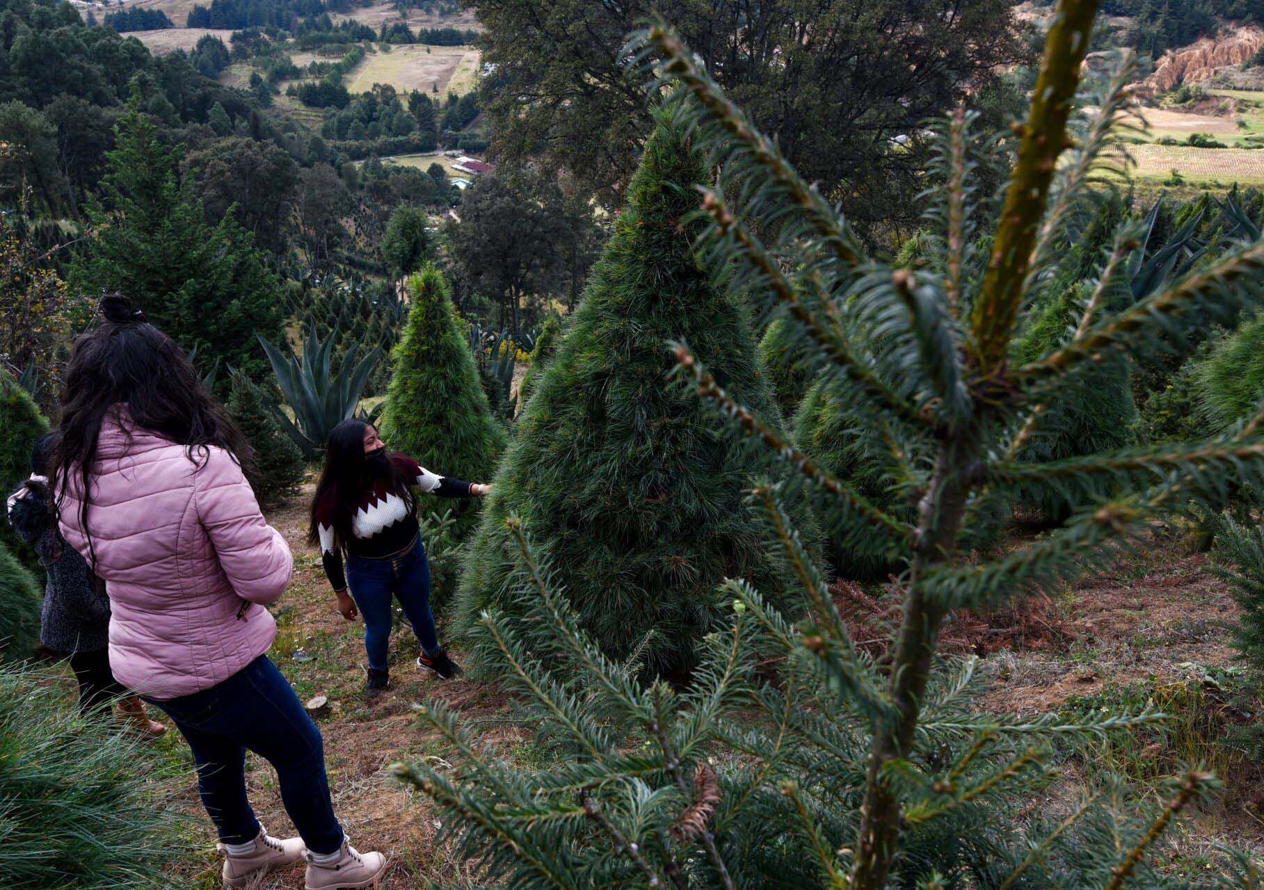 ARBOL DE NAVIDAD - PINO - MEXICO - ESTADO DE MEXICO - 18112020 (10)