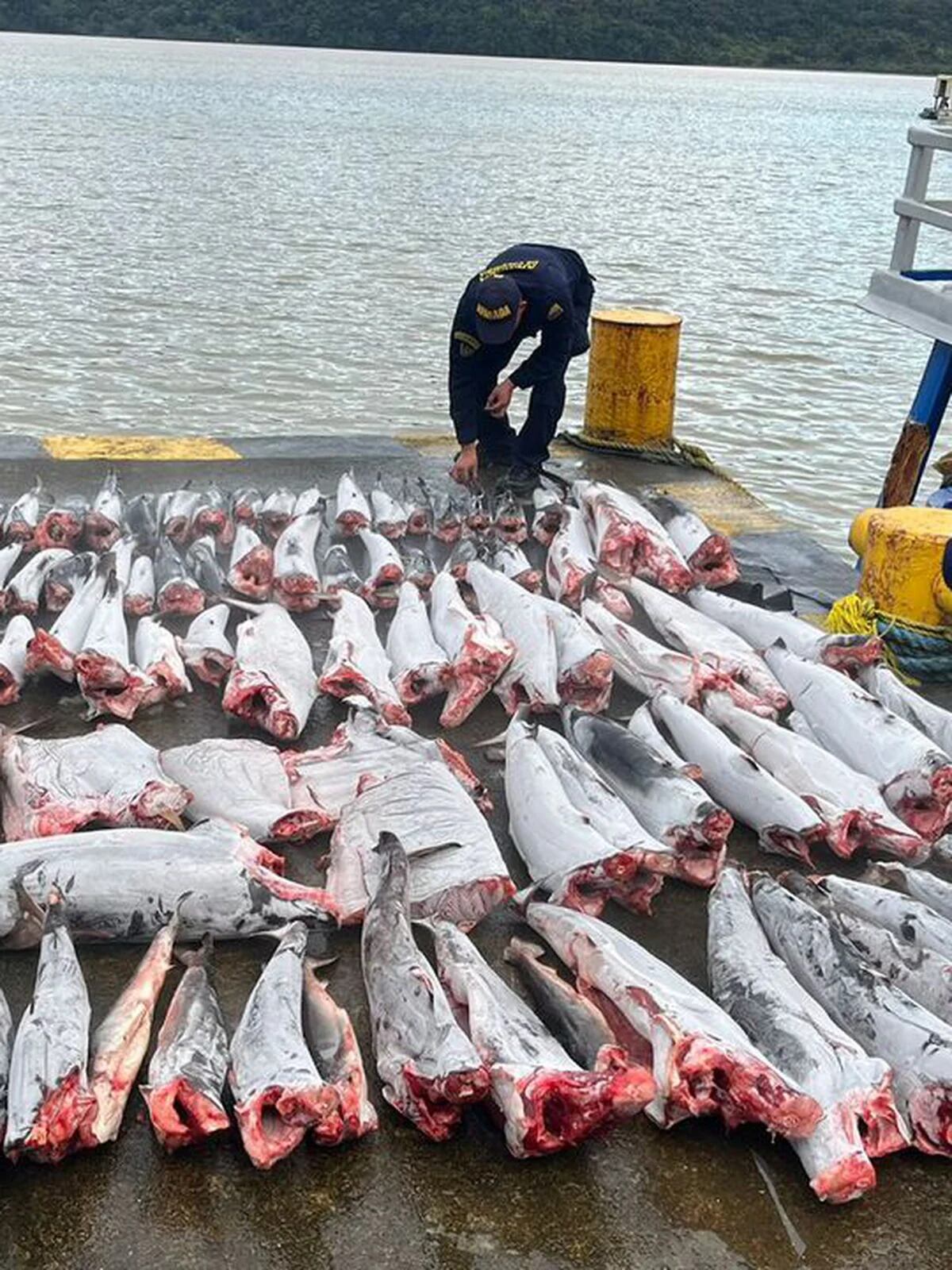 Pesca ilegal: Secuestran más de 33 sábalos y redes de trasmallo