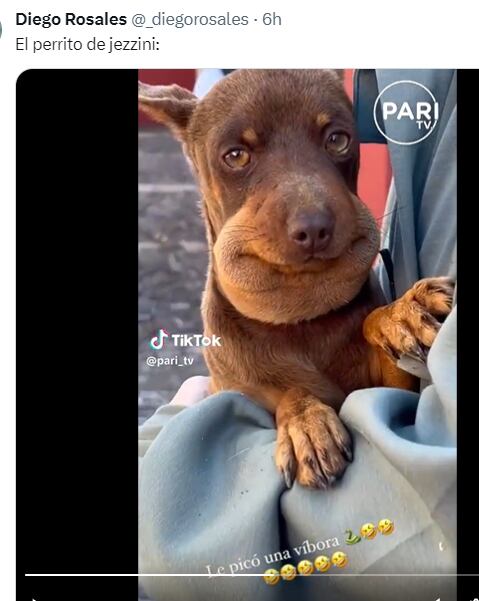 Jezzini fue comparado con este perrito (Captura de pantalla)