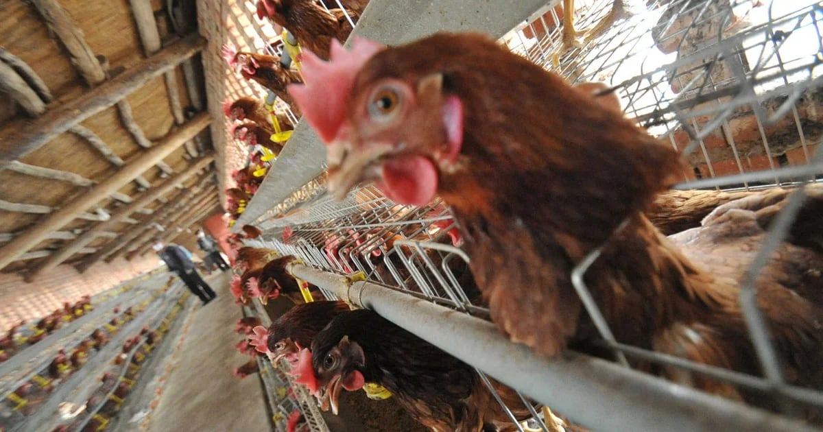 Mexico reports first case of highly pathogenic AH5 avian influenza