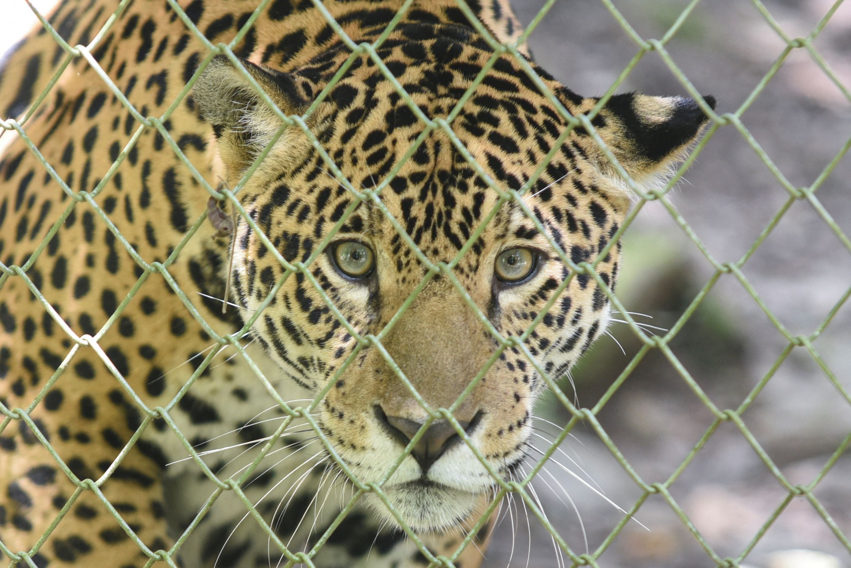 El tráfico de animales es uno de los ilícitos más rentables. (Foto: REUTERS/Claudia Morales)