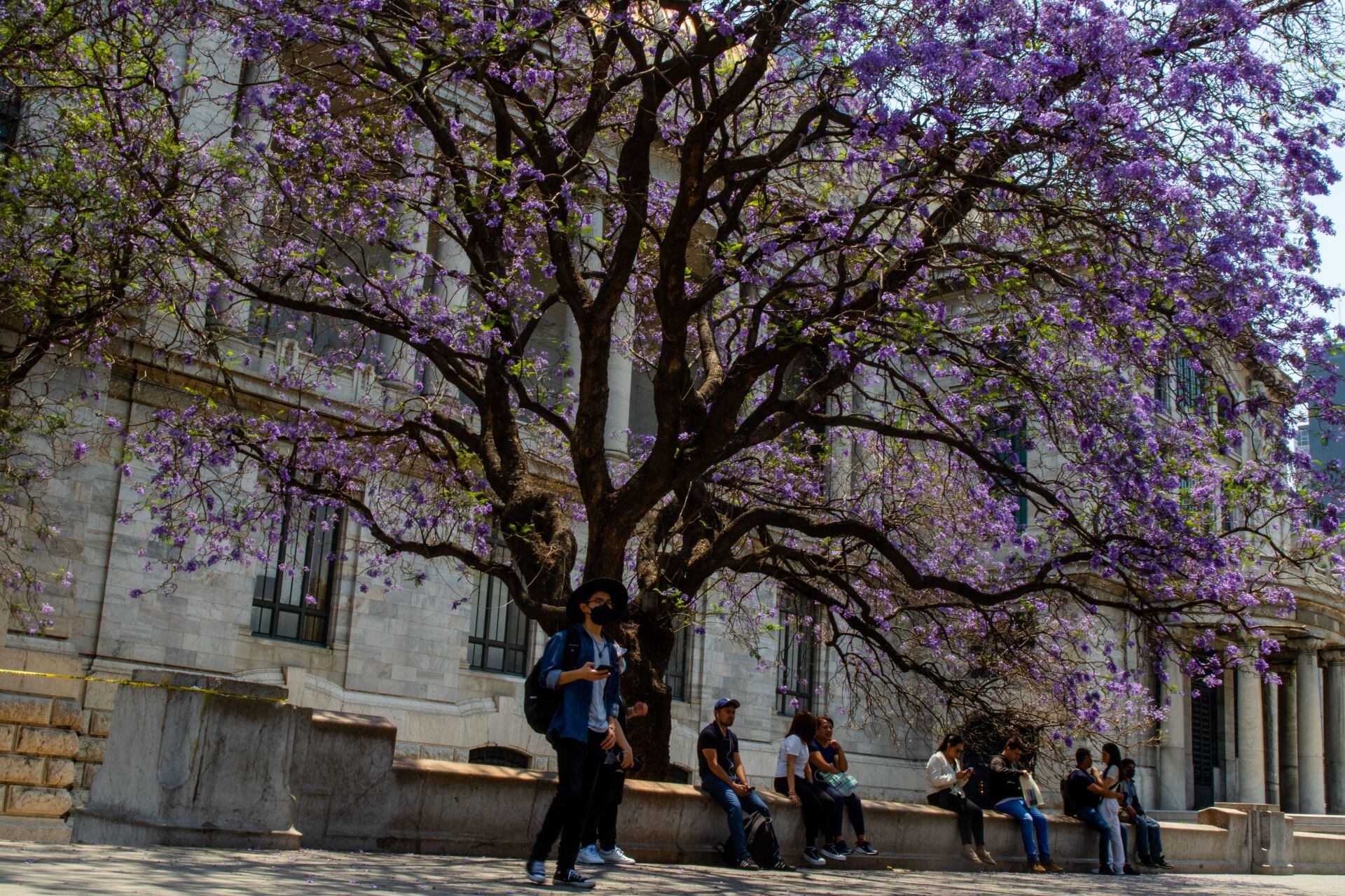 jacarandas enero florecen