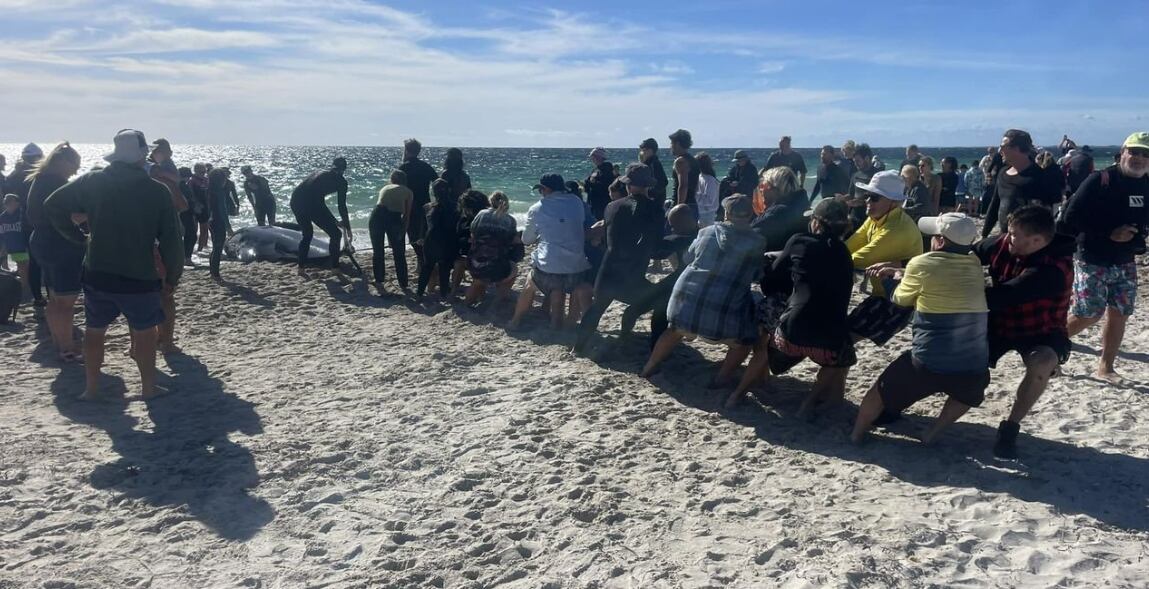 Al menos 100 ballenas piloto quedaron varadas en una playa al suroeste de Australia