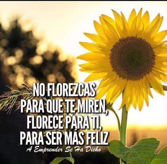 Frases motivacionales