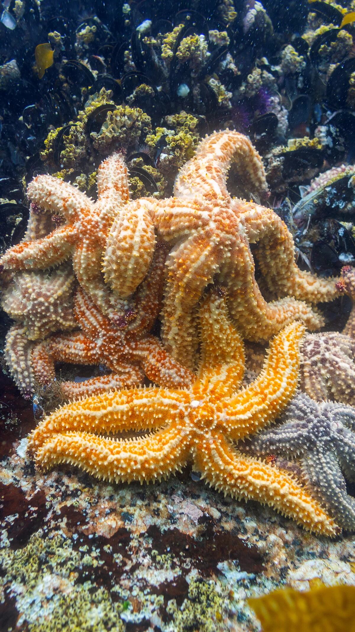 La ciencia descubre por fin dónde tiene la cabeza la estrella de mar: el  sorprendente hallazgo