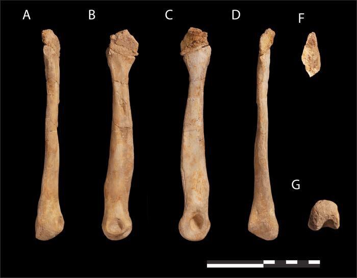 Una especie, encontrada cerca de la ciudad de Sidi Daoui, está representada por el hueso del pie de un depredador de aproximadamente dos metros y medio de largo ( Nick Longrich, University of Bath)