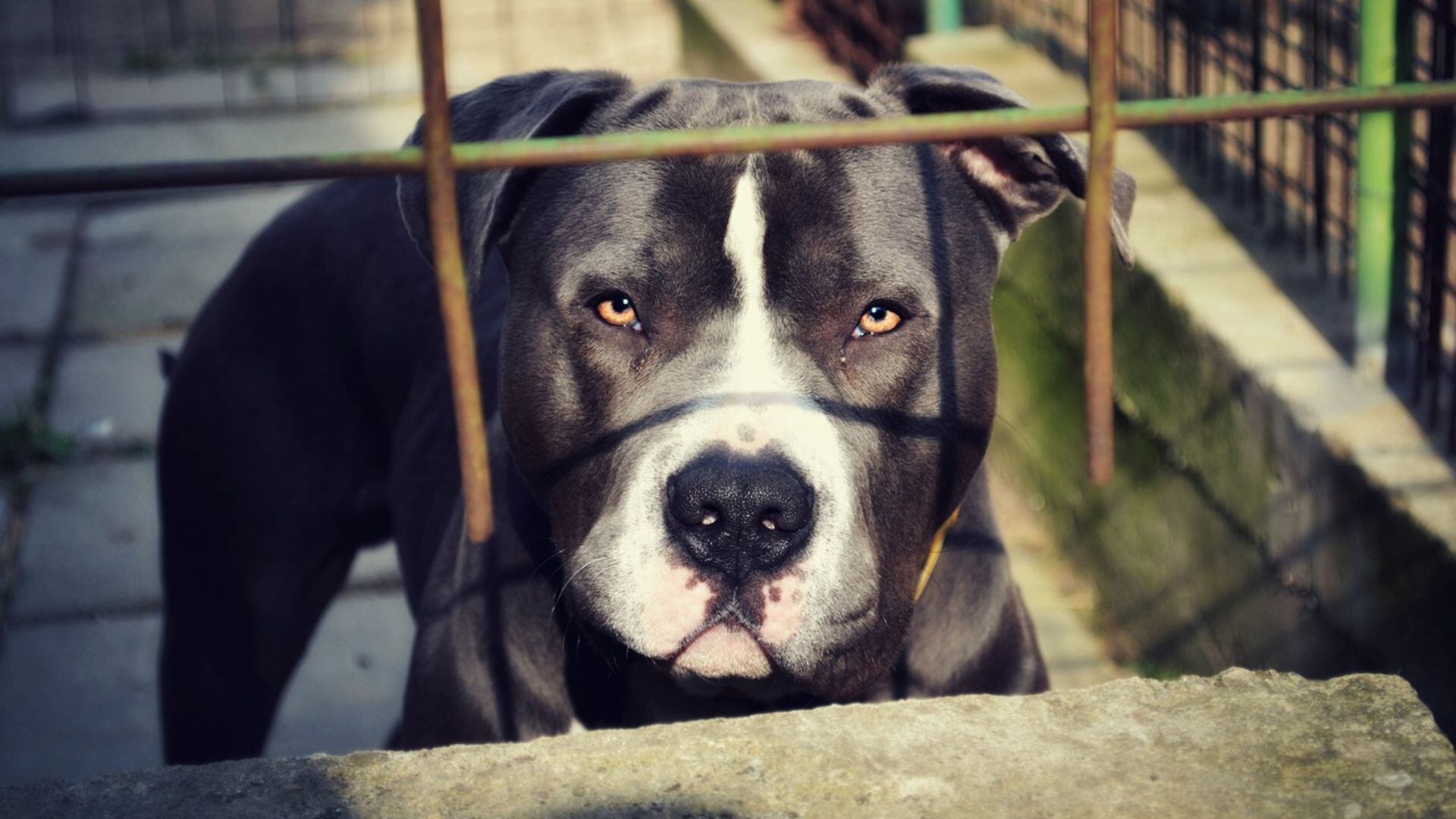 ¿Los pitbull son agresivos? El post en Twitter que generó un debate sobre esta raza de perros (Pixabay)