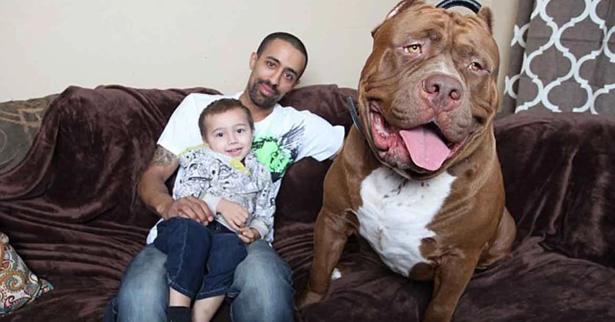 Hulk El Pitbull Más Grande Pesa 79 Kilos Y Es Furor En Internet Infobae 9705