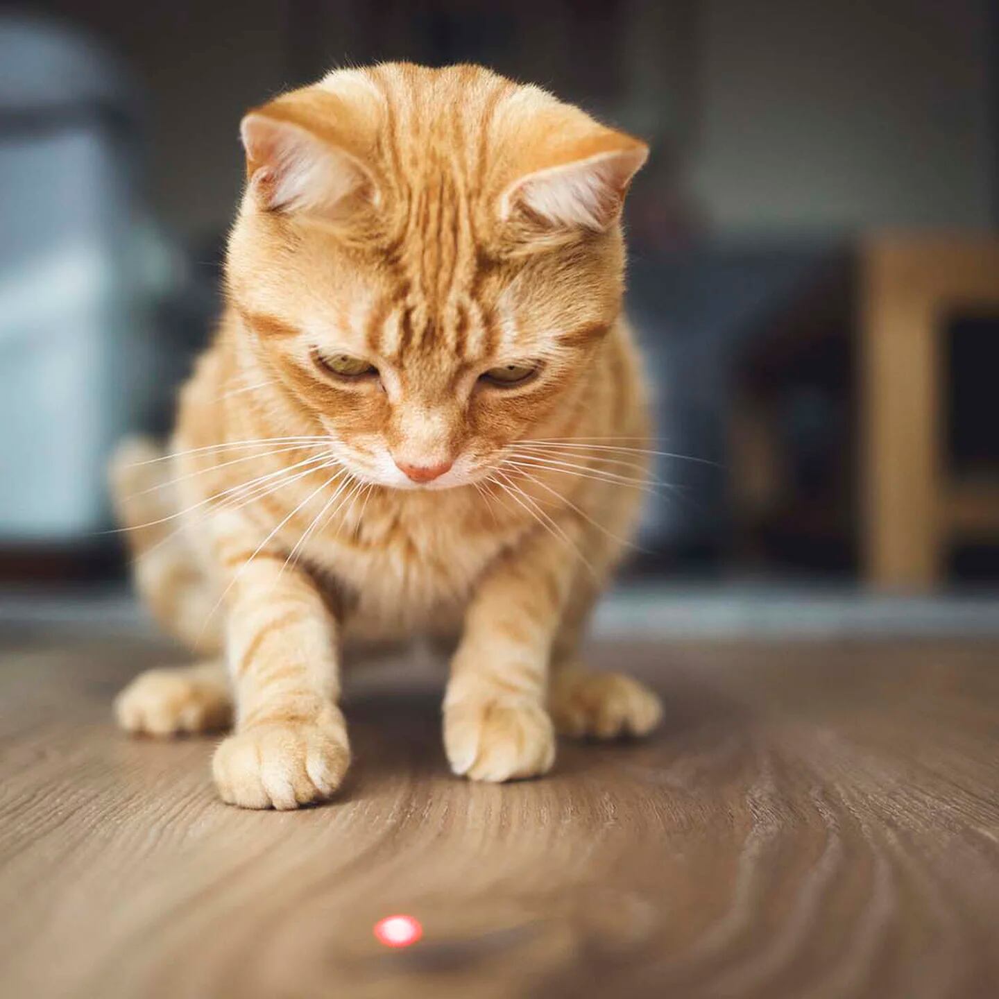 Comprender el impacto del síndrome del punto láser en los gatos