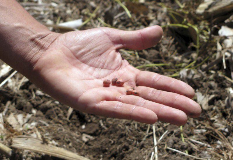 Un agricultor muestra semillas de soja en el distrito de Pergamino, en la provincia de Buenos Aires, el 29 de octubre de 2010. Foto de archivo. REUTERS/Nicolas Misculin(ARGENTINA - Tags: AGRICULTURE BUSINESS)