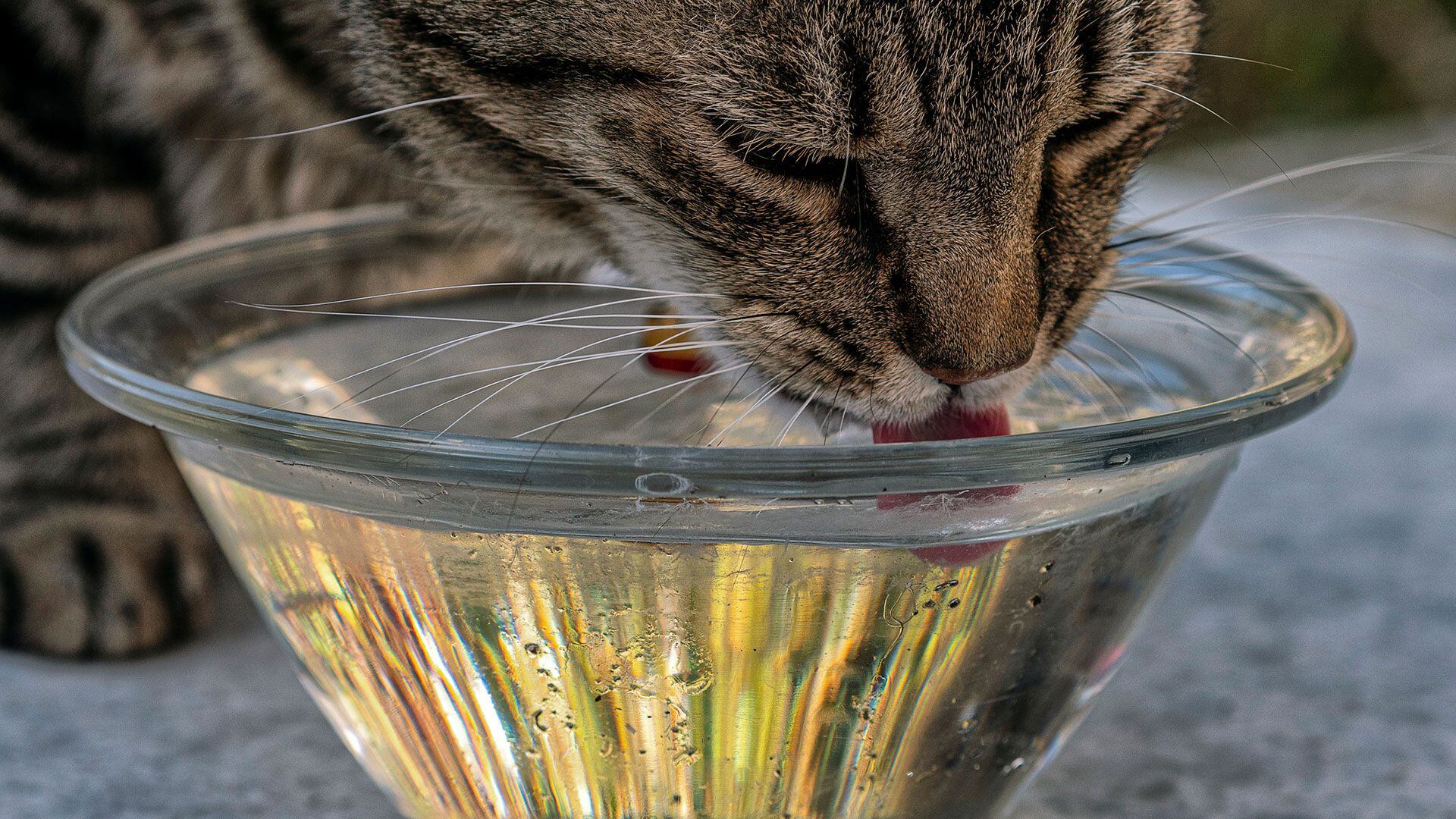 Los gatos toman muy poca agua, cómo lograr que se hidraten bien - Infobae