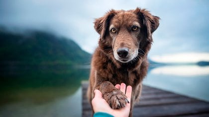 Es muy enriquecedor que una persona solitaria conviva con un animal doméstico (Shutterstock)