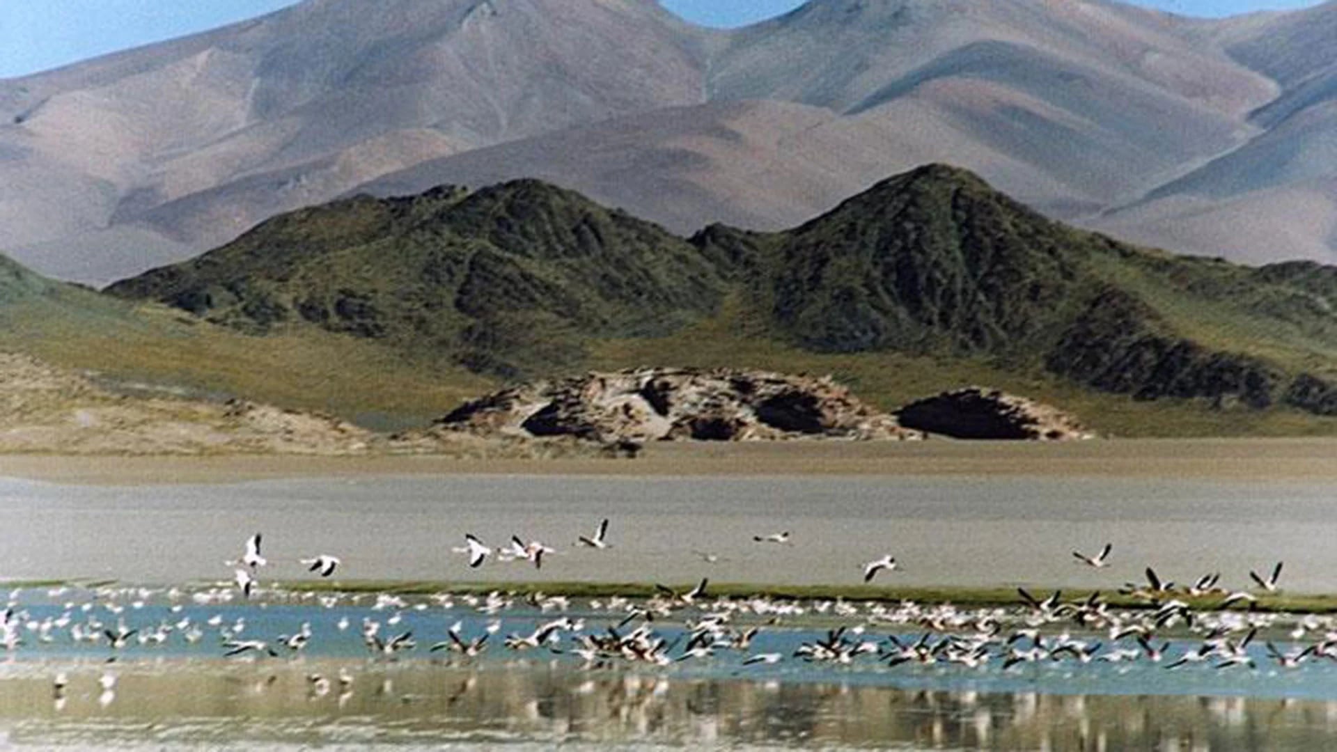Laguna Blanca constituye un humedal de altura donde se reunen aves acuáticas endémicas