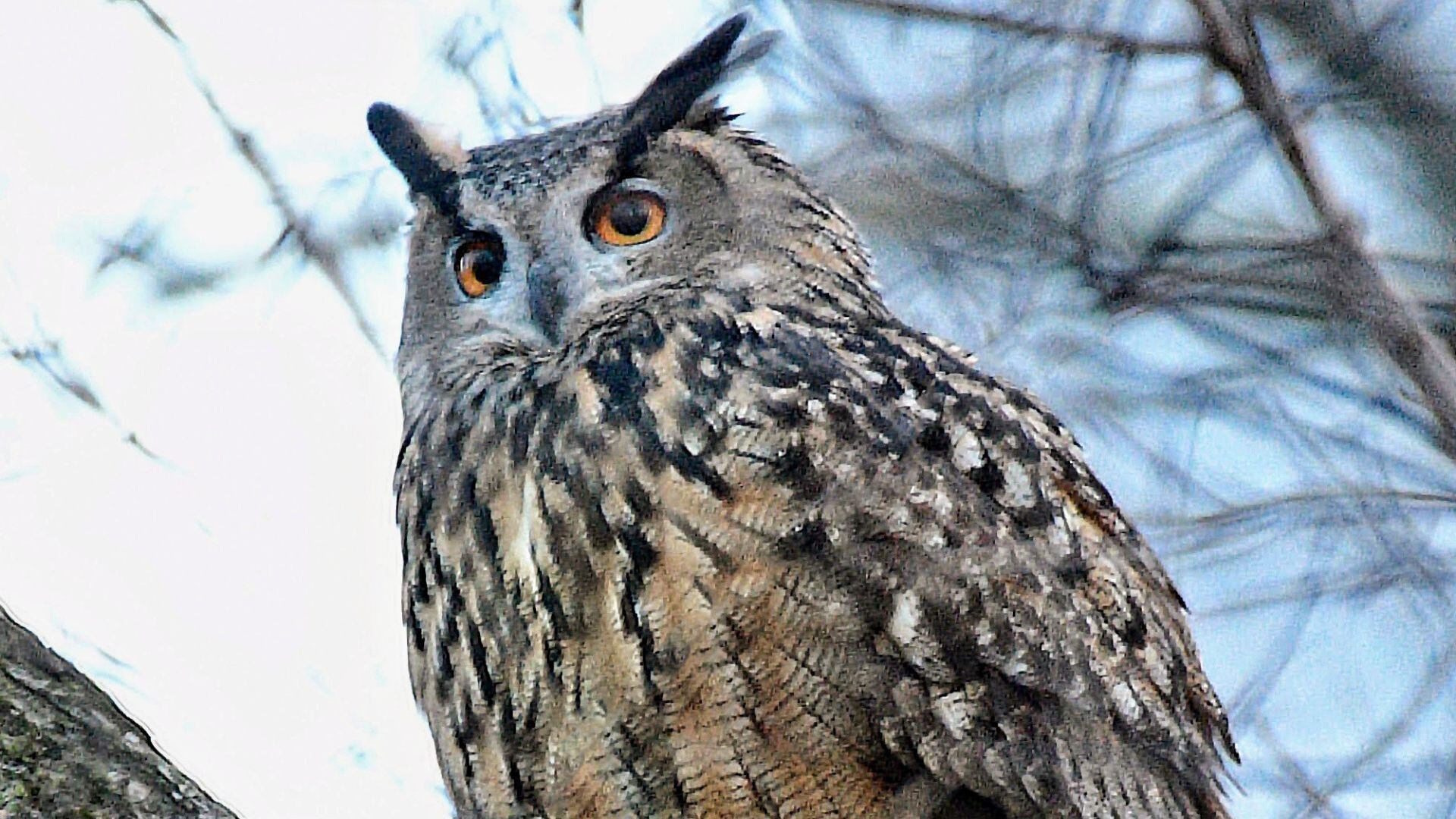 Nueva York se rindió ante búho que escapó de su jaula en Central Park (Twitter @BirdCentralPark)