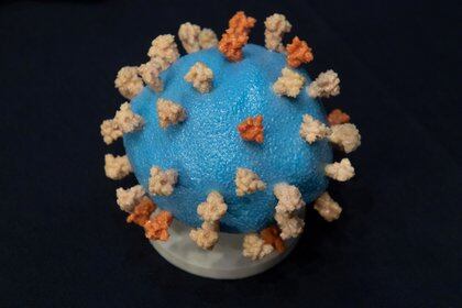 Un modelo del virus SARS-CoV-2, conocido como nuevo coronavirus (Saul Loeb/Pool via REUTERS)