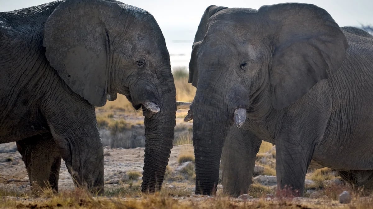 Namibia, ante la sequía, planea sacrificar elefantes para consumir su carne