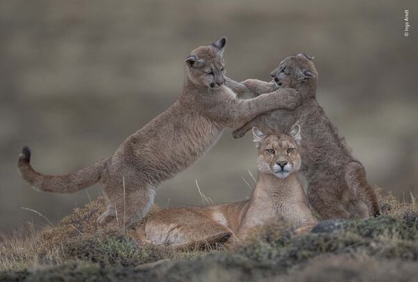 Portrait of a mother. Puma con sus dos cachorros en Torres del Paine , Patagonia, Chile (Ingo Arndt)