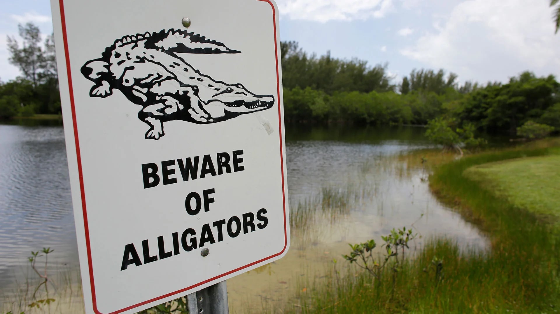 En Florida hay espacios públicos donde se alerta sobre la presencia de caimanes. Las leyes estatales prohíben alimentarlos (AP)