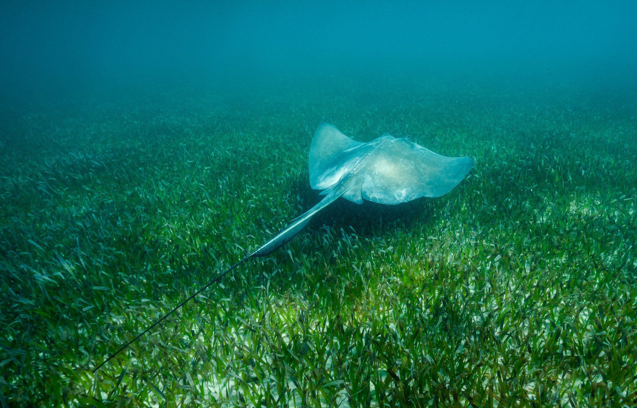 the Bahamas sampling these gorgeous seagrass meadows with @duarteoceans //  @beneaththewaves