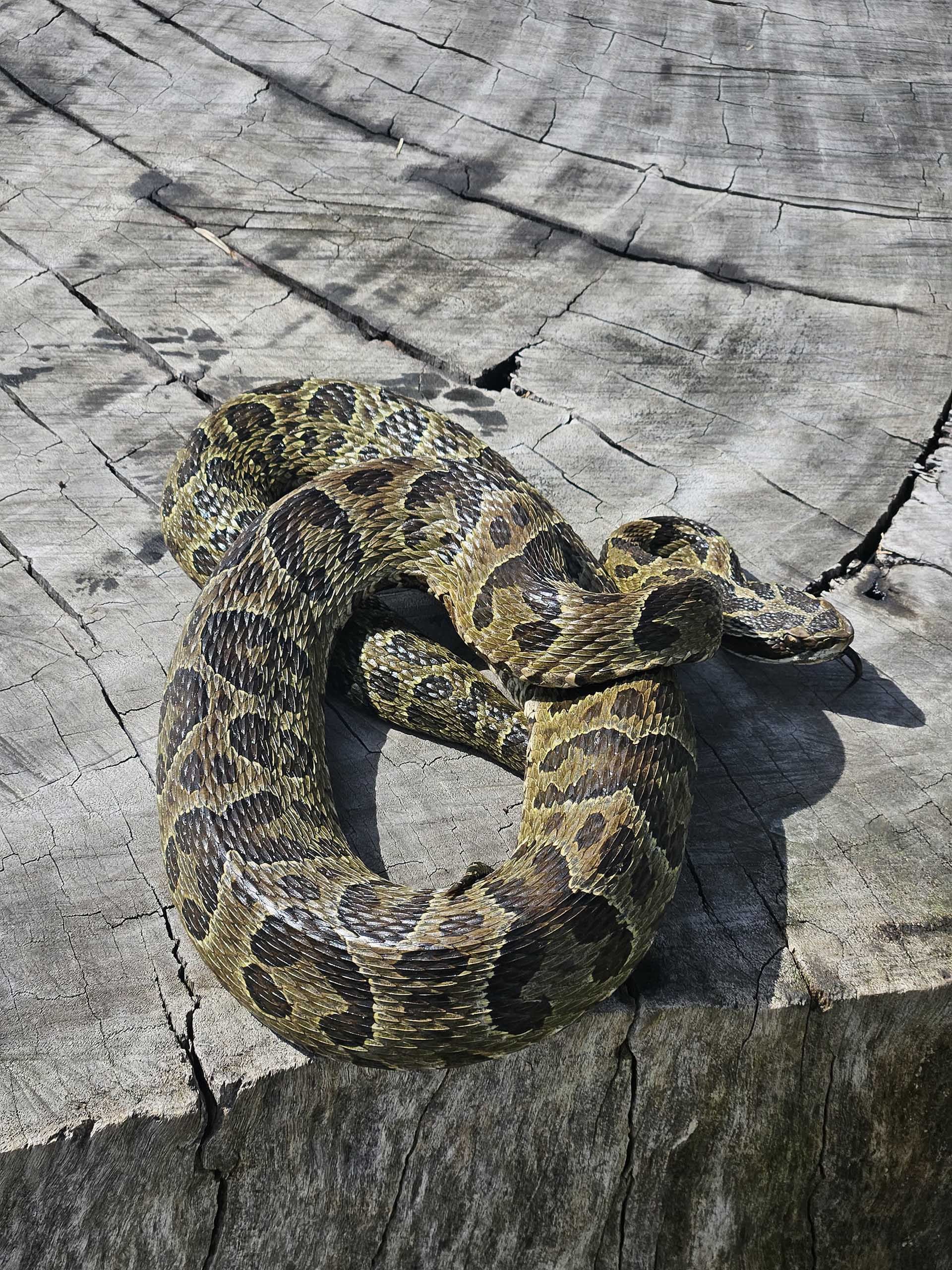 A los dueños de la ONG Alternatus les llamó la atención que la crucera sea verde (Alternatus)