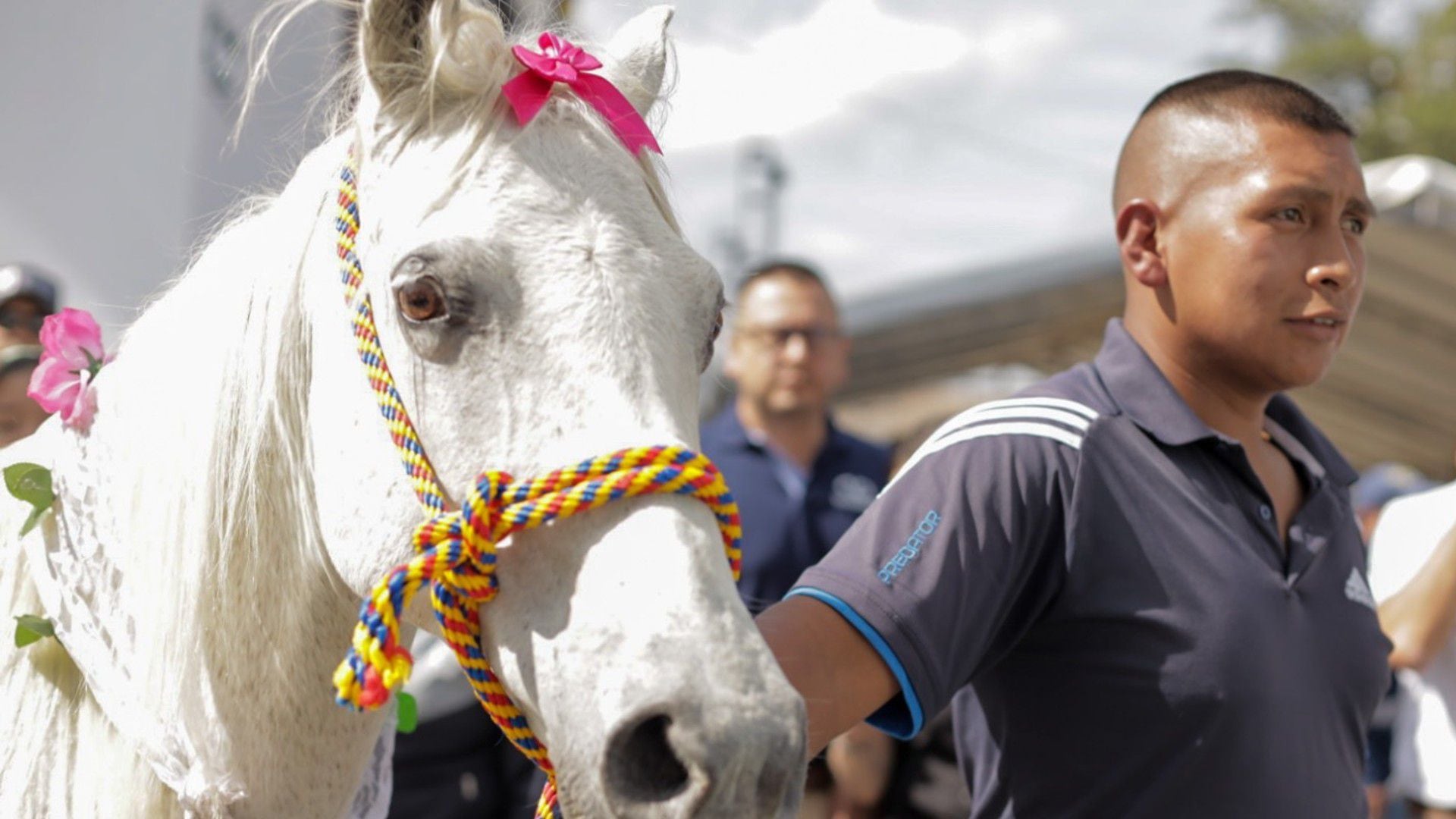 Caballos utilizados para halar carretillas fueron “jubilados” - Infobae