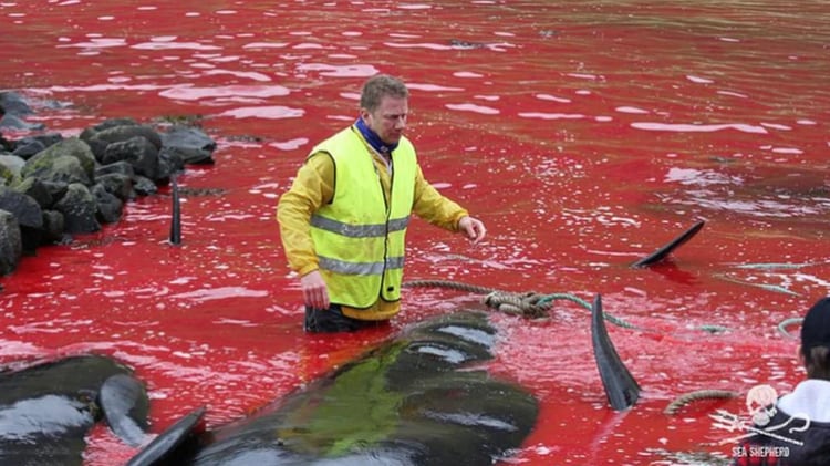 En las Islas Faroe y algunos países escandinavos las caza de ballenas es común (Foto: Archivo)