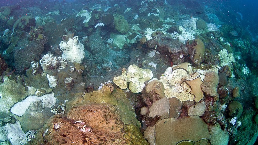 El coral cerca de las costas de Florida, en los Estados Unidos, sufre blanqueamiento por el aumento de la temperatura del mar/Extensive coral bleaching in 2010. (Photo: G.P. Schmahl/FGBNMS)
