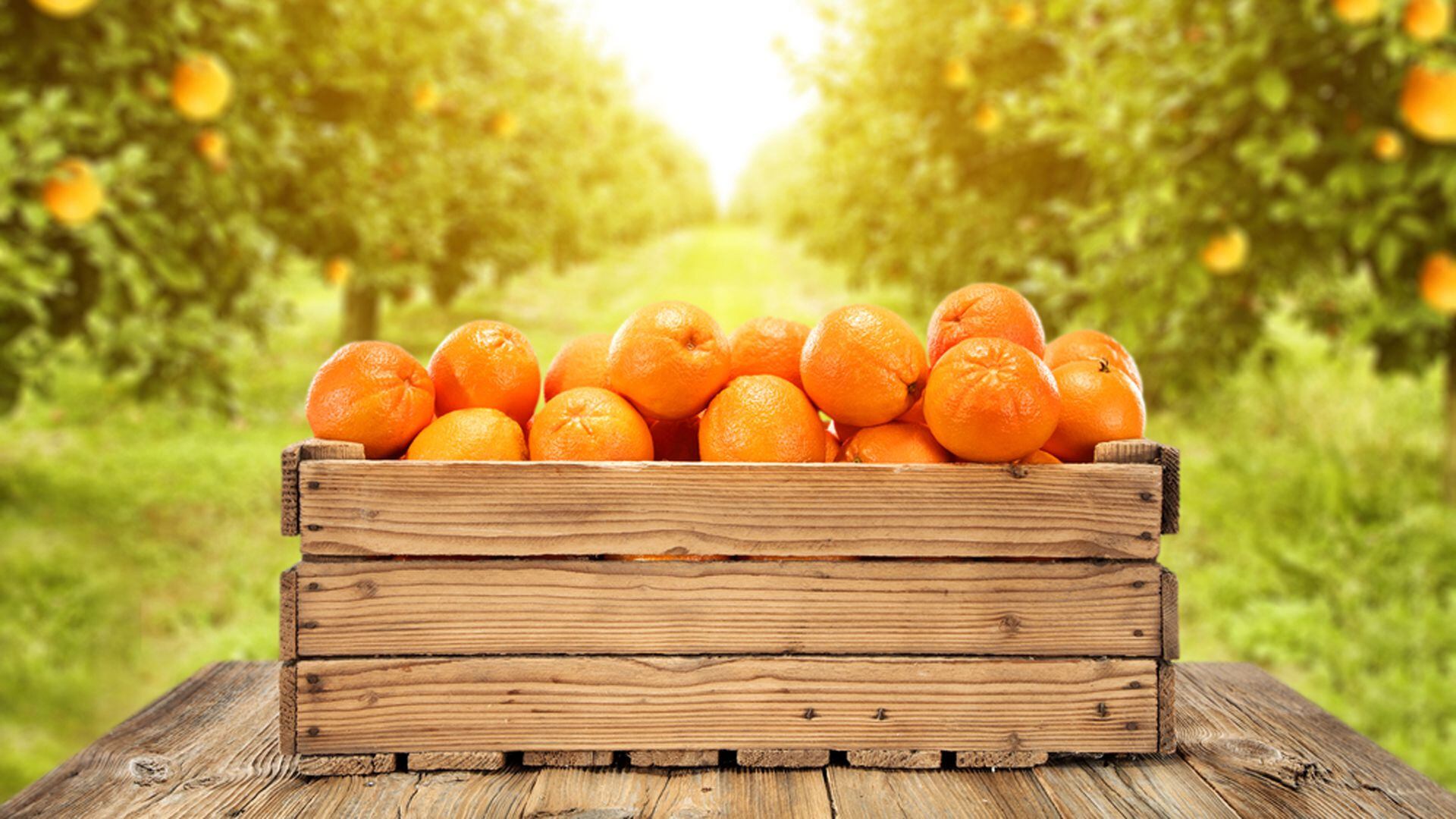 La naranja y la mandarina: aliados sabrosos contra el colesterol alto
Archivo