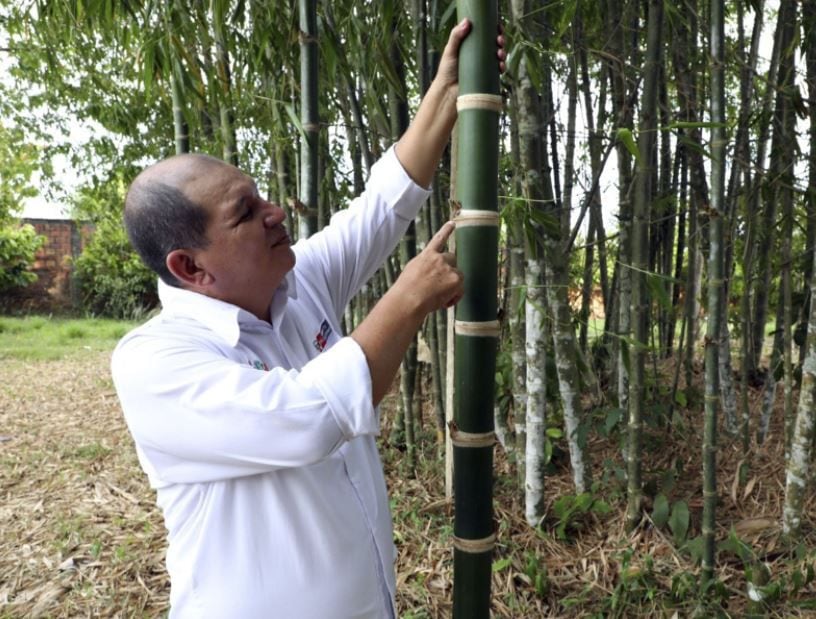 Bambú clonado. (Foto: Andina)